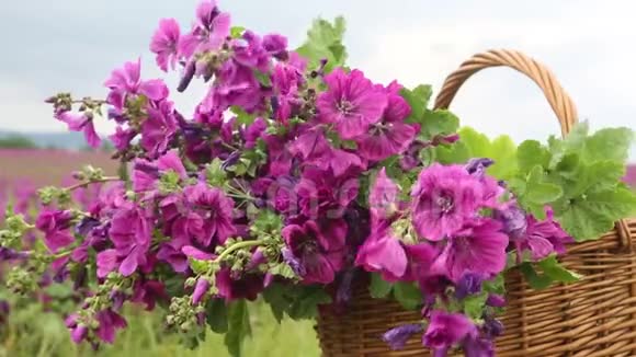在美丽的花田前放着紫色的黄做篮子视频的预览图