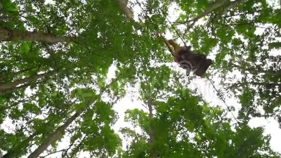 一个穿着安全装备的小男孩在森林探险公园的树梢上爬上了一条路线他爬上去视频的预览图
