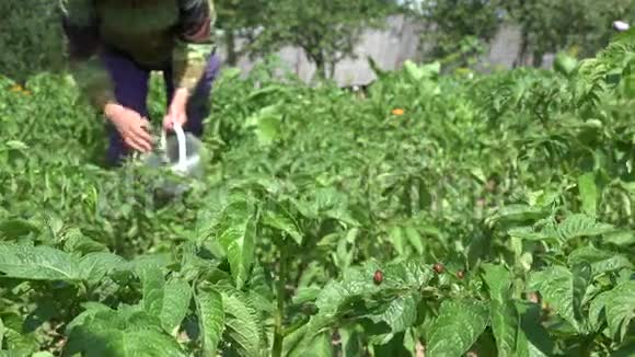 科罗拉多甲虫幼虫在马铃薯植物和农民妇女工作4K视频的预览图