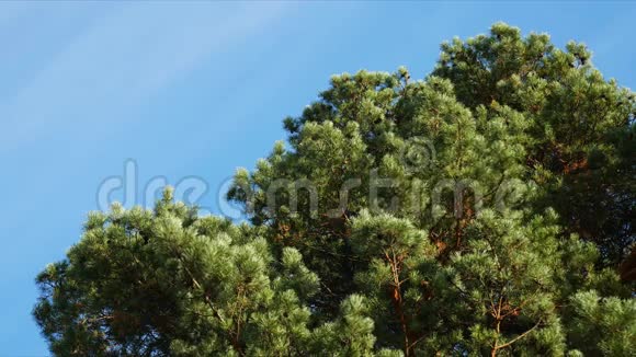 松树映衬蓝天白云4K视频的预览图
