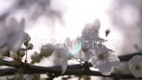 樱桃李子树的特写鲜花和阳光4k慢动作视频的预览图