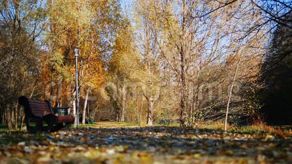 公园里落叶中孤独的长凳4K视频的预览图