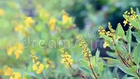 金的淋浴器angustifolia视频的预览图