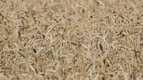 美丽的熟麦地小麦穗随风摇摆视频的预览图
