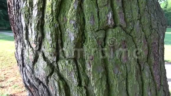 树木的木材纹理树皮视频的预览图