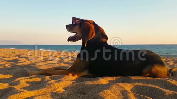 有趣的快乐肖像在海滩上一只狗戴着太阳镜视频的预览图