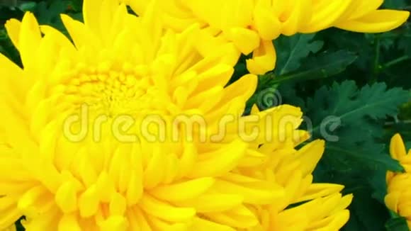 黄色的菊花视频的预览图