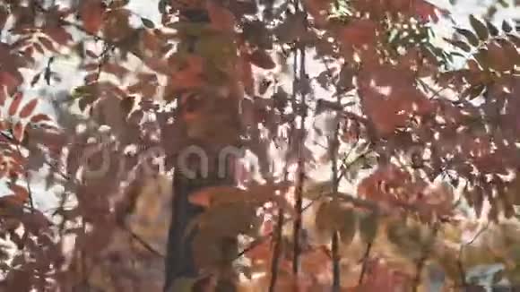 秋季森林树木阳光照耀着视频的预览图