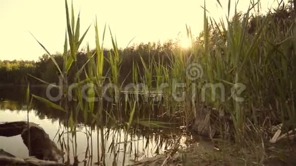 湖和绿色植物和树木会飞的昆虫滑块多利射击视频的预览图