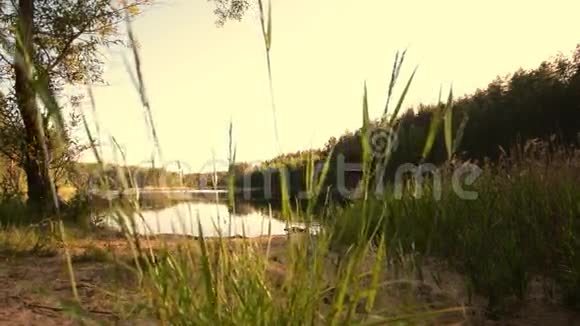 湖和绿色植物和树木会飞的昆虫滑块多利射击视频的预览图