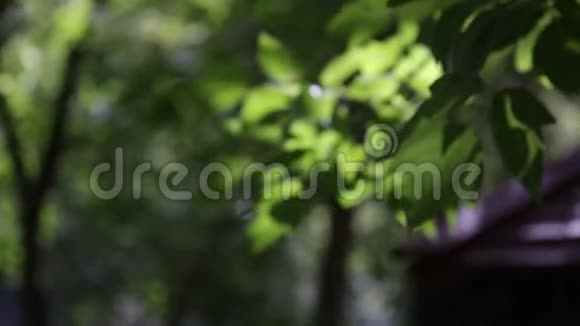 夏天树枝上的叶子视频的预览图
