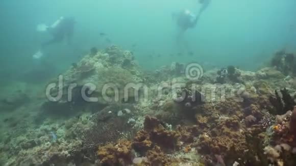水下潜水员菲律宾明多罗视频的预览图