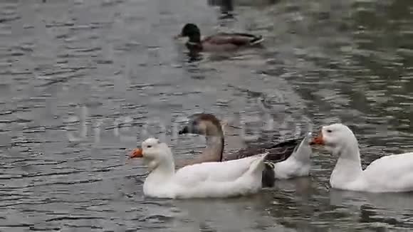 一群鹅慢慢地漂浮在公园的池塘上视频的预览图