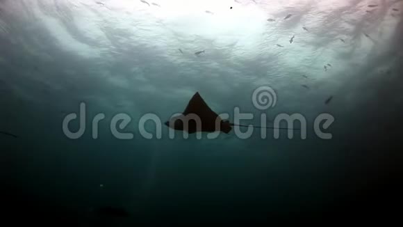 在加拉帕戈斯惊人的海底背景下曼塔雷斜坡鱼视频的预览图
