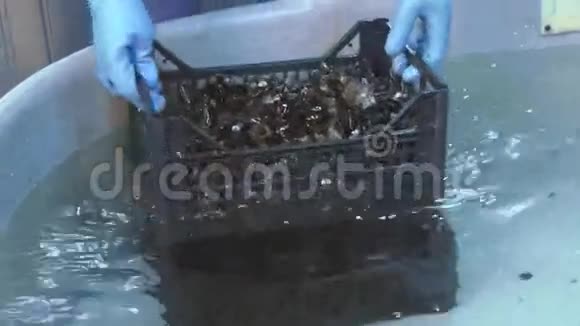 戴手套的人把贻贝放在塑料盒子里巨大的浴缸里拿出干净的水放入容器视频的预览图