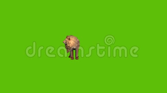 动画狮子16正面视图与绿色屏幕背景视频的预览图