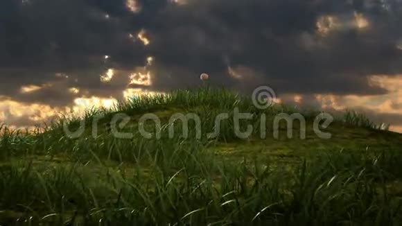 有洋甘菊和瓢虫的草山视频的预览图
