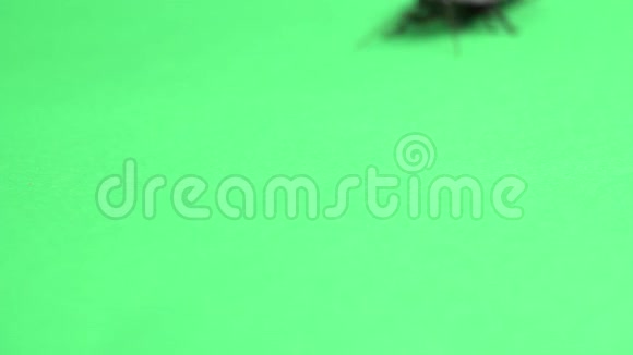 马达加斯加蟑螂爬行绿色屏幕视频的预览图