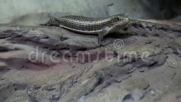 爬行动物活体内的菌龙蜥蜴视频的预览图
