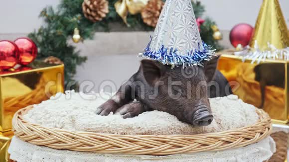 一只戴着圣诞帽的小猪躺在篮子里视频的预览图