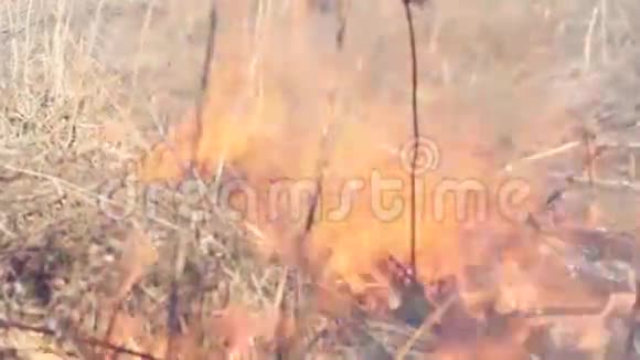 火焰火在草地上草在大自然中燃烧视频的预览图