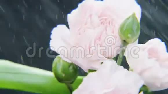 白玫瑰在大雨中旋转视频的预览图