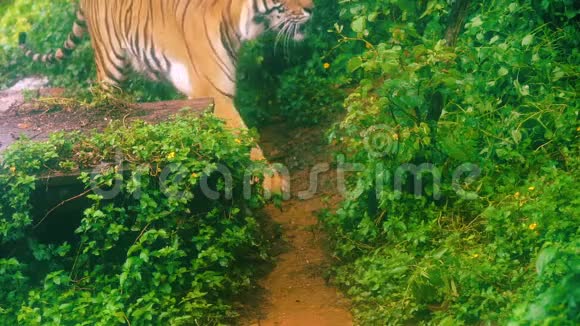孟加拉虎在森林中行走的慢动作视频的预览图
