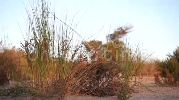在沙地上的绿色和黄色的小灌木丛在柔和的风中干旱地吹着视频的预览图