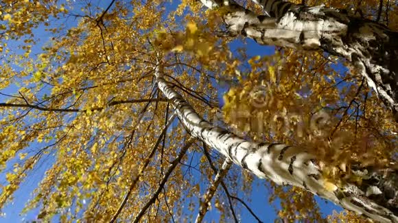 白桦树与天空在一个角度的秋天视频的预览图