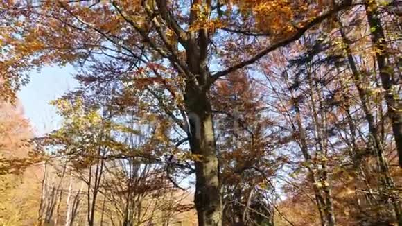秋日树梢的盘踞镜头树叶变色视频的预览图
