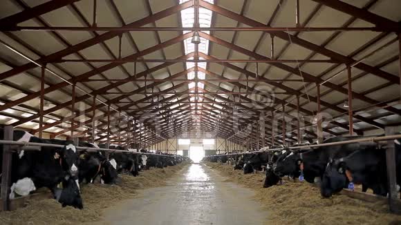 种奶牛的农场视频的预览图