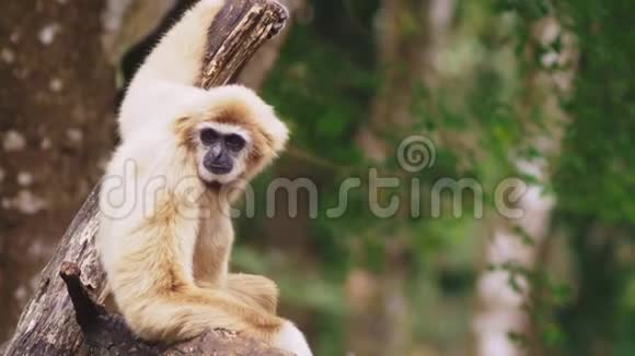 特写雌性白颊长臂猿白原叶绿体在野外坐在树上视频的预览图