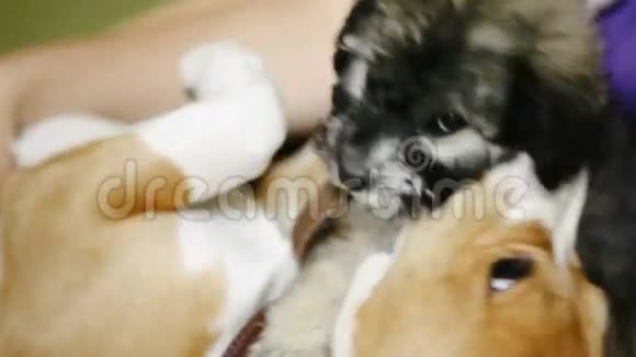 两只小狗在地板上一起玩耍视频的预览图