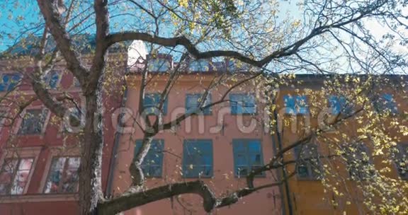 春天的大树与建筑视频的预览图