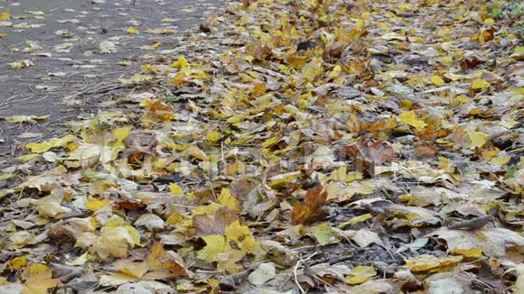 女胶鞋走在公园的小路上秋天的彩叶视频的预览图