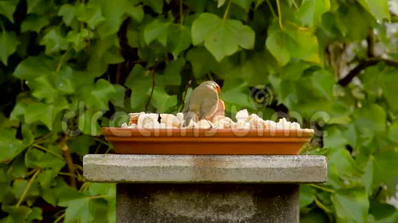 欧洲知更鸟红色小鸟在花园里吃视频的预览图