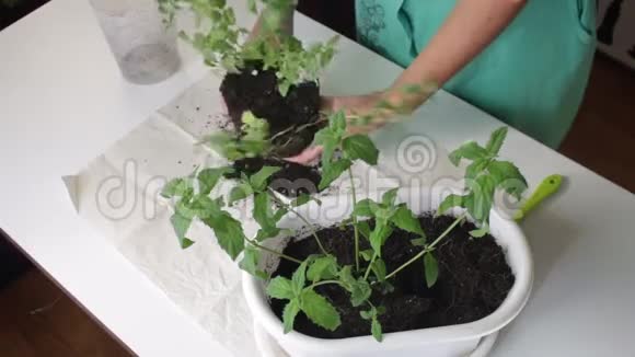 女孩把薄荷从一个花盆移植到另一个花盆将土块与根系分开视频的预览图