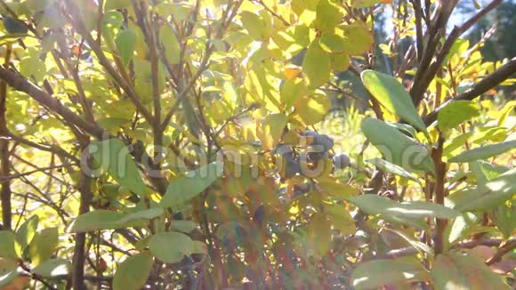 沼泽蓝莓浆果视频的预览图