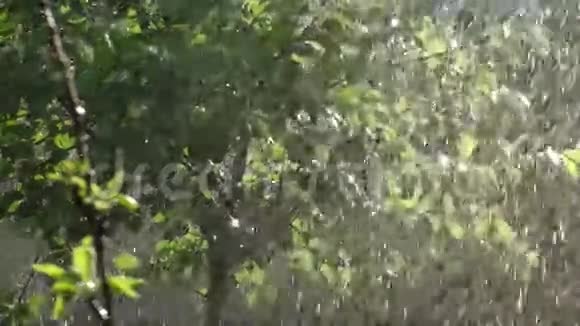 夏季降雨全高清视频的预览图