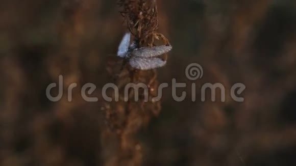 蜻蜓立在灌木上晚上有露水视频的预览图