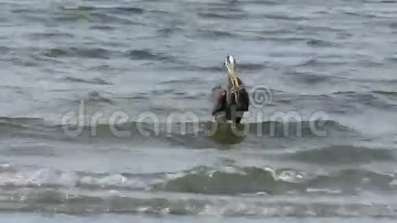 大蓝鹭抱着鱼视频的预览图
