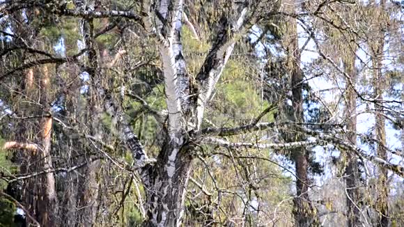 白干桦树春天树枝上的芽视频的预览图