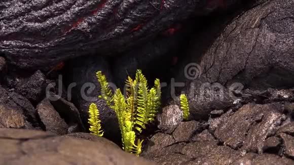 地球表面的流动熔岩液态熔岩视频的预览图