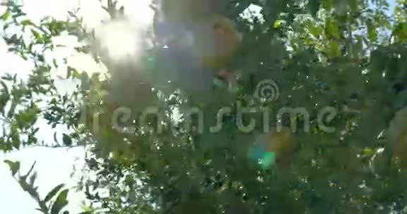 手触摸树上的绿石榴视频的预览图