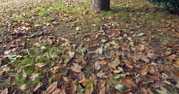地上许多秋叶视频的预览图