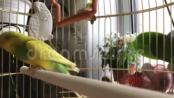 笼子里疯狂的黄绿色鹦鹉视频的预览图