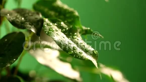 绿叶上的水滴视频的预览图
