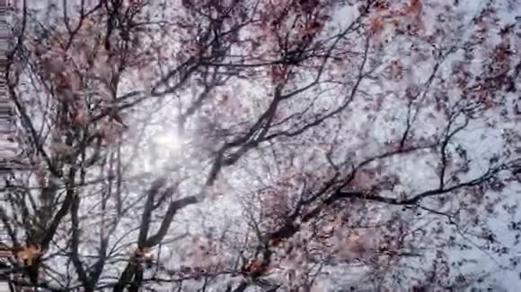 樱花树春日阳光灯视频的预览图