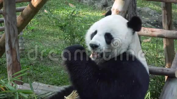 有趣的大熊猫吃竹子的慢动作视频的预览图