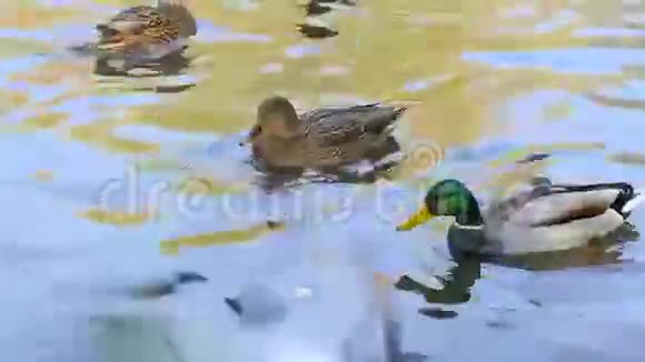 野鸭游泳视频的预览图
